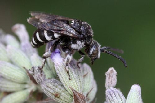 Réf. 239 501 : Thyreus ramosus